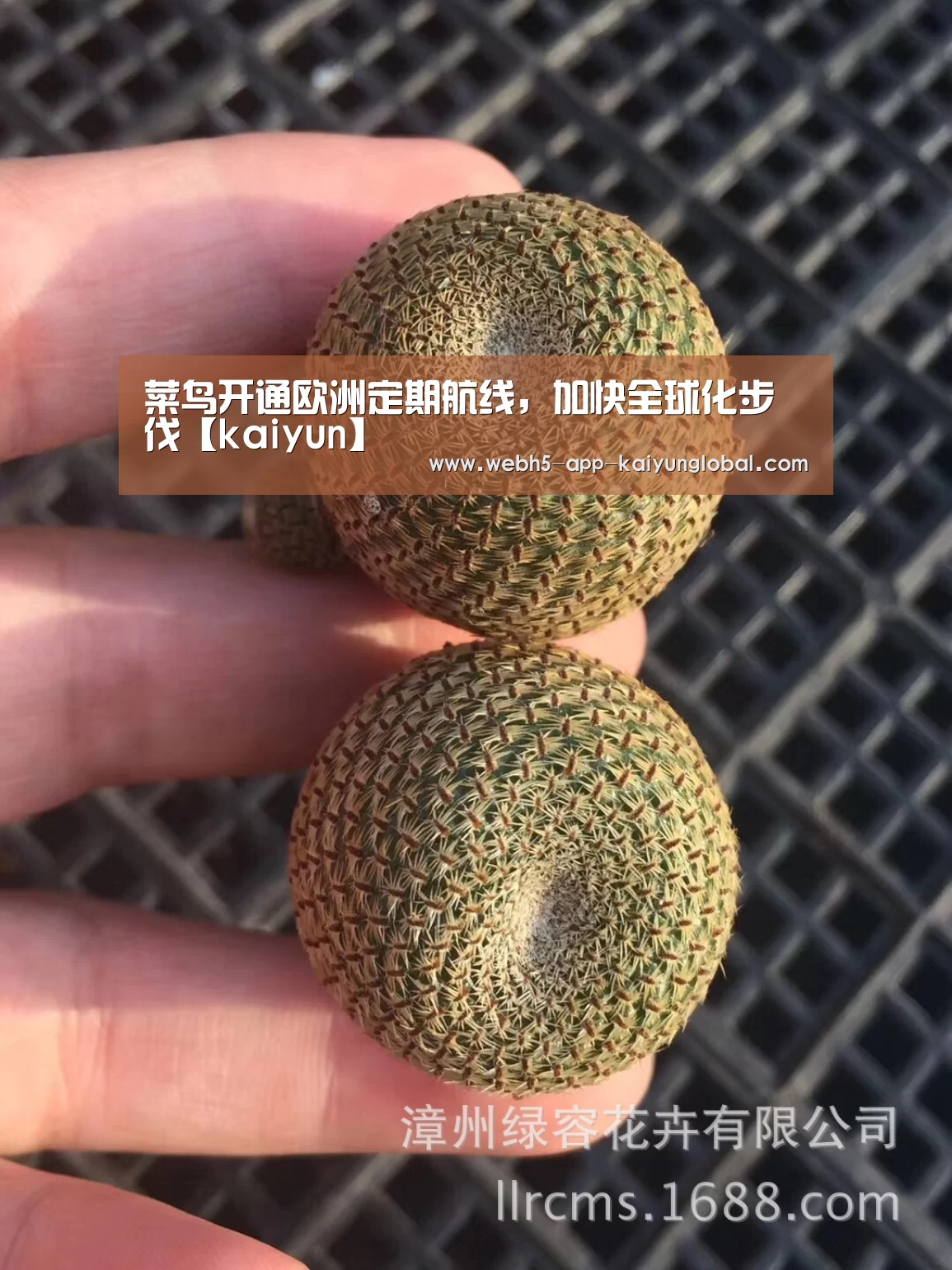 开云
